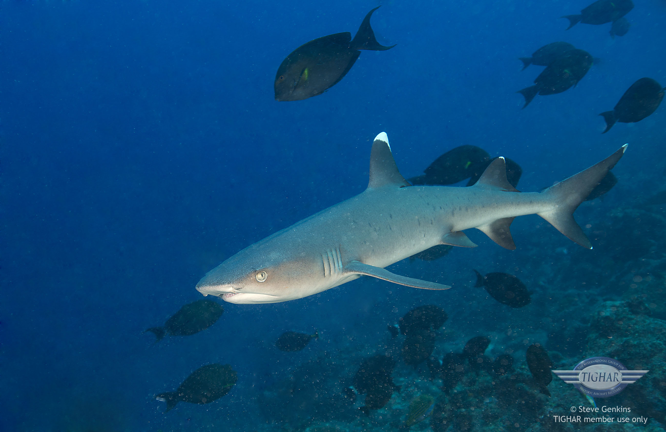 White tip reef shark on Nikumaroro.